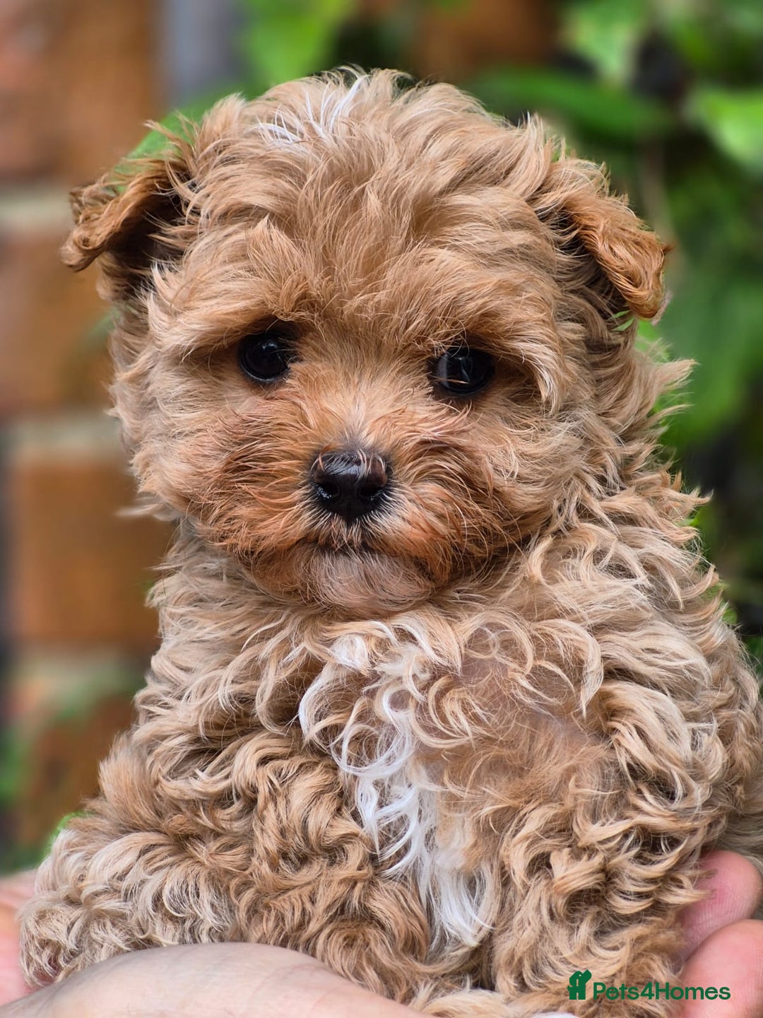 Maltipoo dogs for sale: 🐶Rare Asian/Korean Tiny Maltipoo Puppies🐶 - Image 13