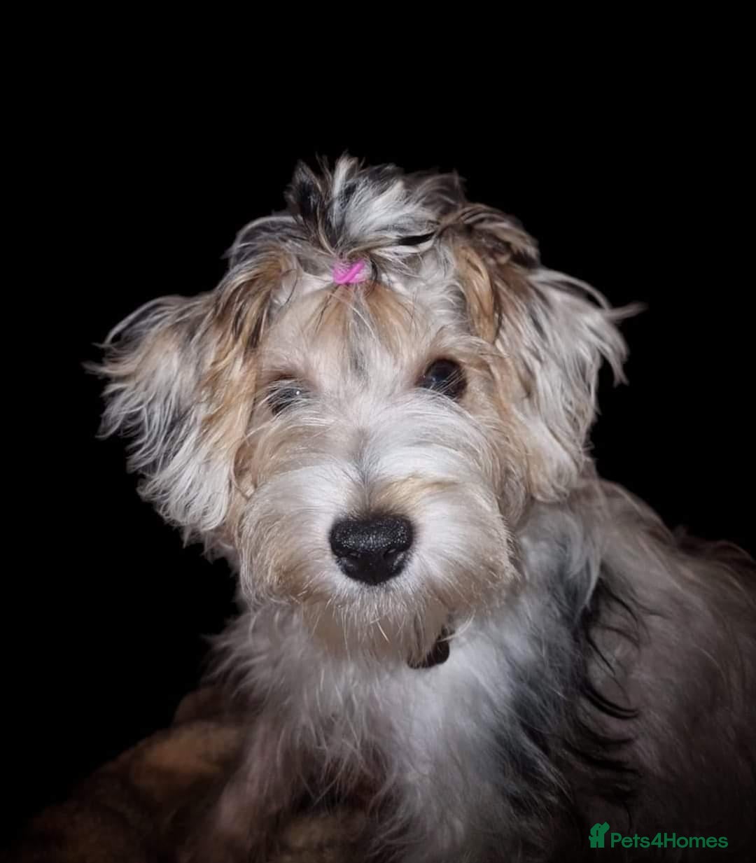 Mixed Breed dogs Yorkshire terrier x jack x mini daxi - Advert 14