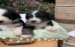 Bernedoodle dogs for sale: Bernadoodle 4 male home bred puppies  - Image 12