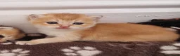 British Shorthair cats for sale: Pedigree Golden British Shorthair kittens - Advert 15