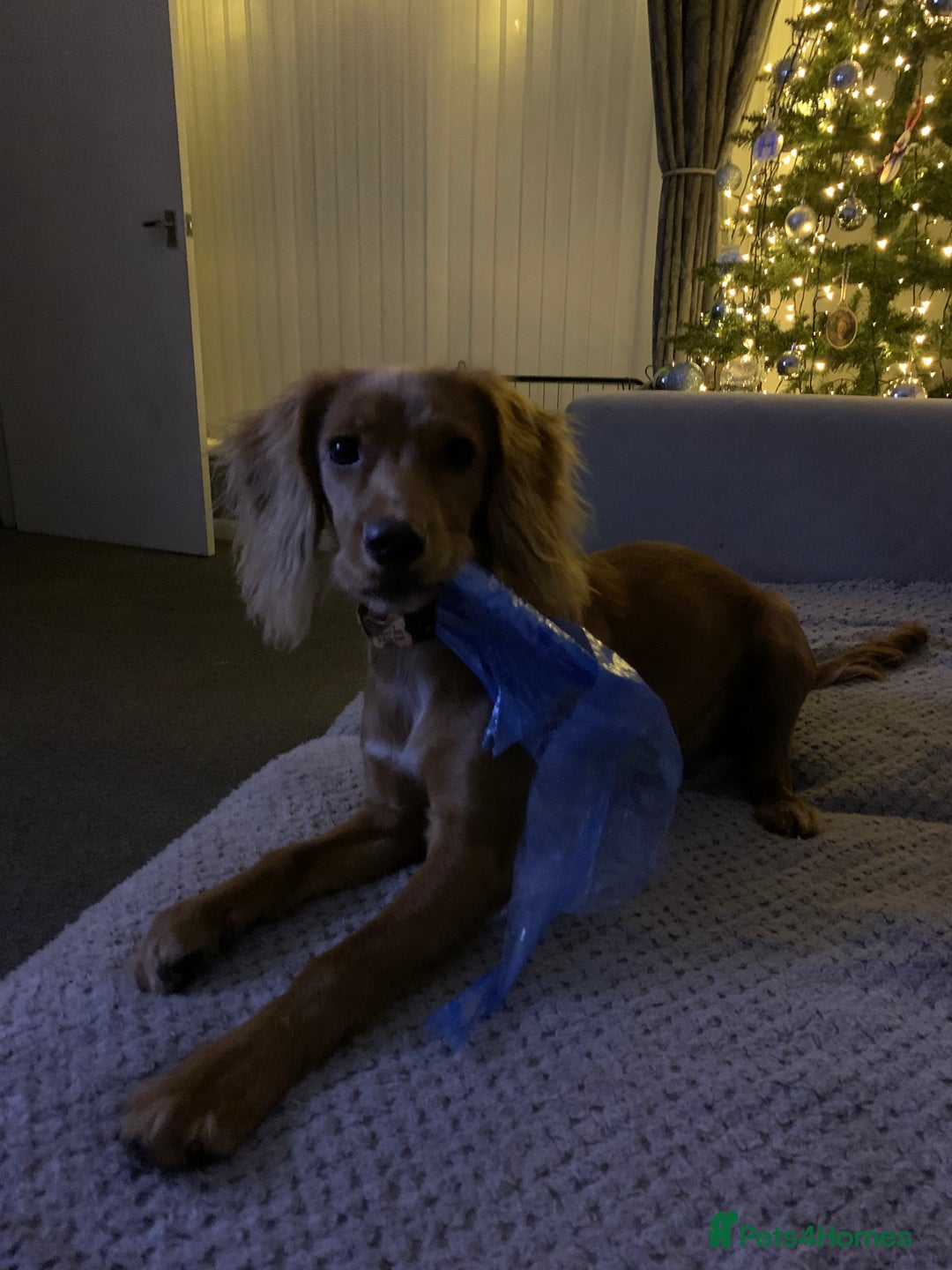 Cocker Spaniel dogs for sale: 7 month old female cocker spaniel - Advert 6