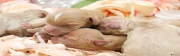 Cavapoo dogs for sale: Health Tested Cavapoo Puppies - Advert 2