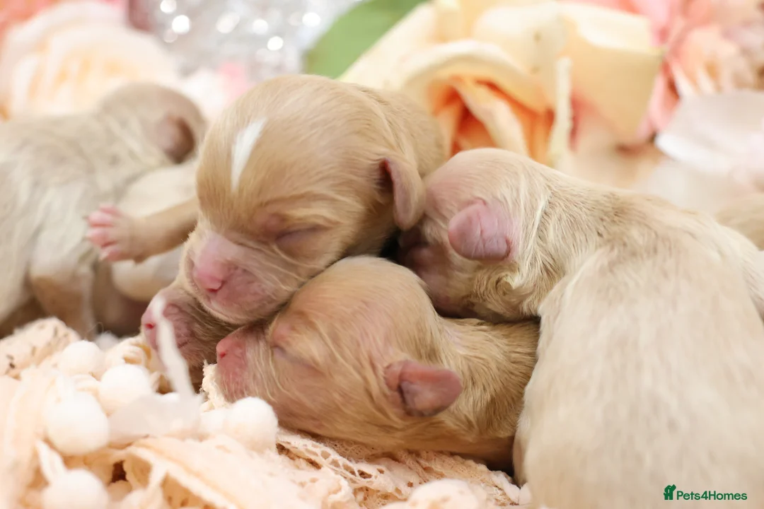 Cavapoo dogs for sale: Health Tested Cavapoo Puppies - Advert 2