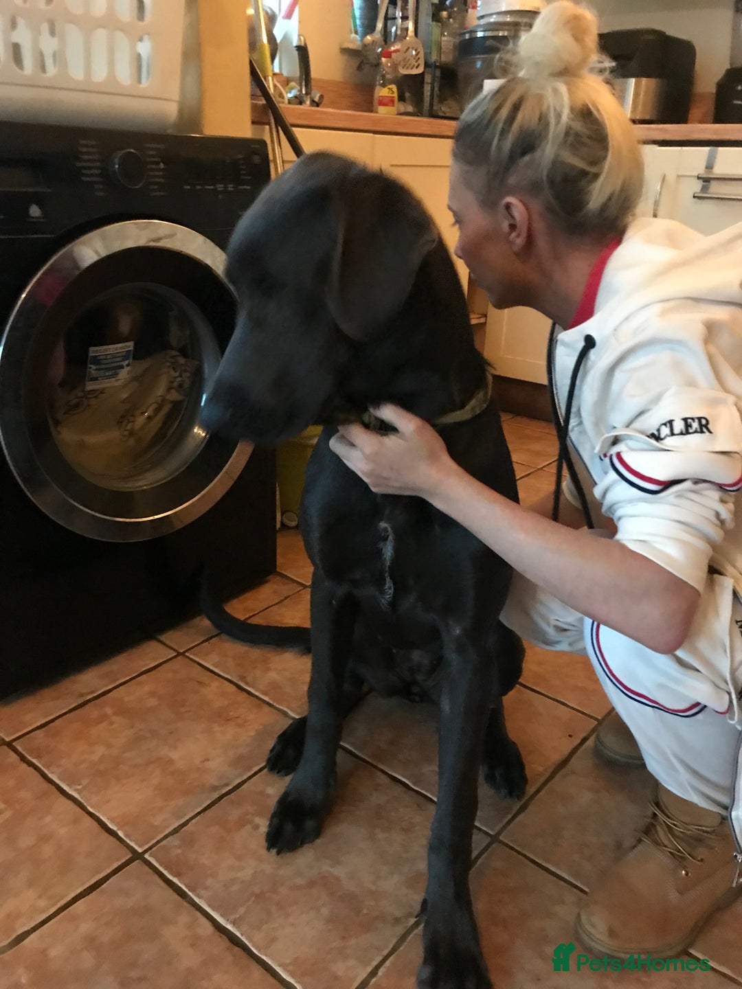 Mixed Breed dogs for sale: Very Unique Blue Great Shepard Puppies  - Image 3