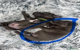 Staffordshire Bull Terrier dogs for sale: KC REG - Blue Staffordshire Bull Terrier Pups - Image 8