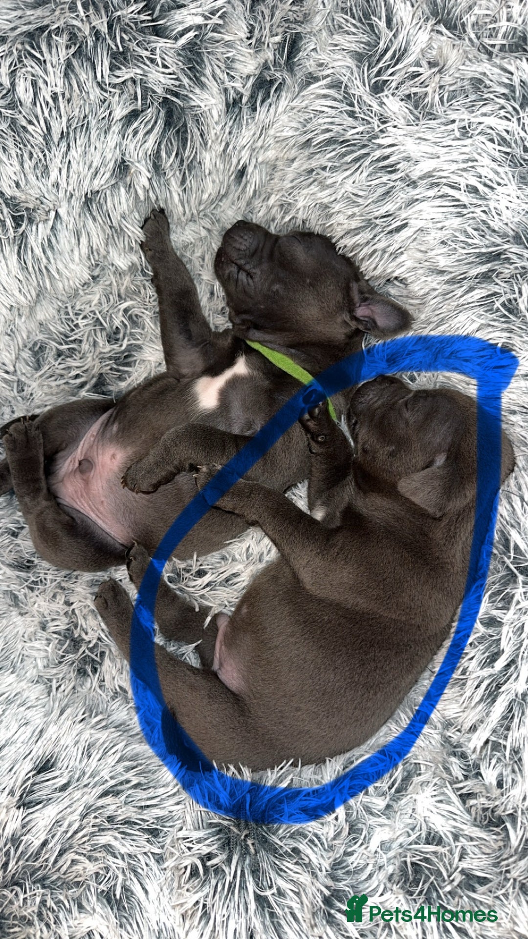 Staffordshire Bull Terrier dogs for sale: KC REG - Blue Staffordshire Bull Terrier Pups - Image 8