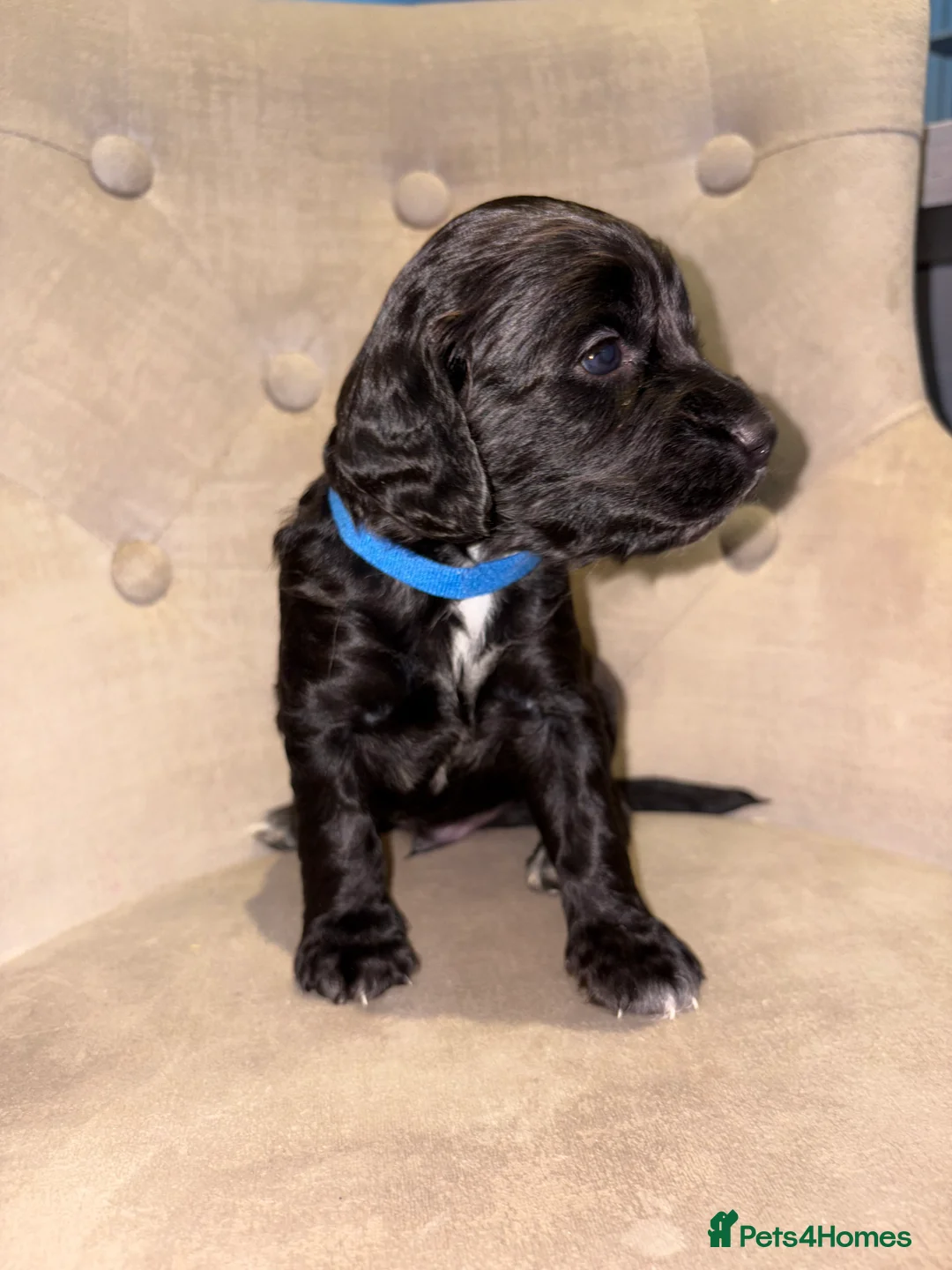 Cockapoo dogs for sale: Beautiful litter of 10 Cockapoo pups  - Advert 31