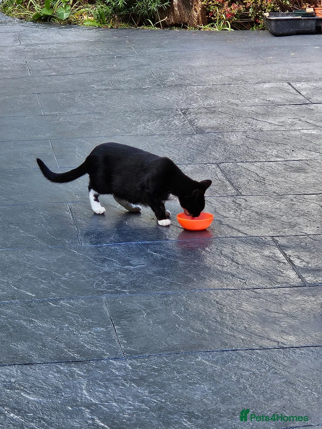 Mixed Breed cats for sale: Misty – Beautiful Loving Mother - Advert 1