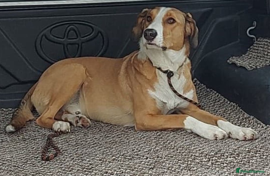 Mixed Breed dogs for sale: New Home  - Image 2