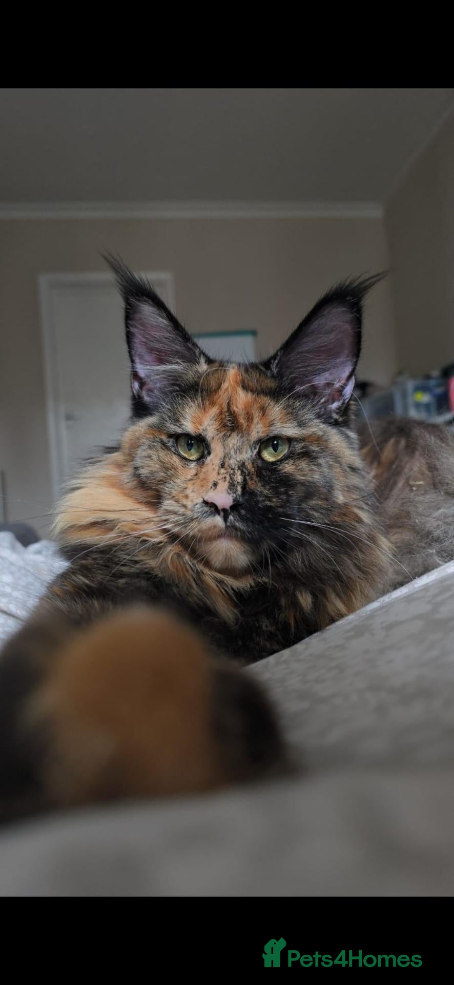 Maine Coon cats Active females some Champions - Advert 16