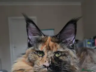 Maine Coon cats Active females some Champions - Advert 16