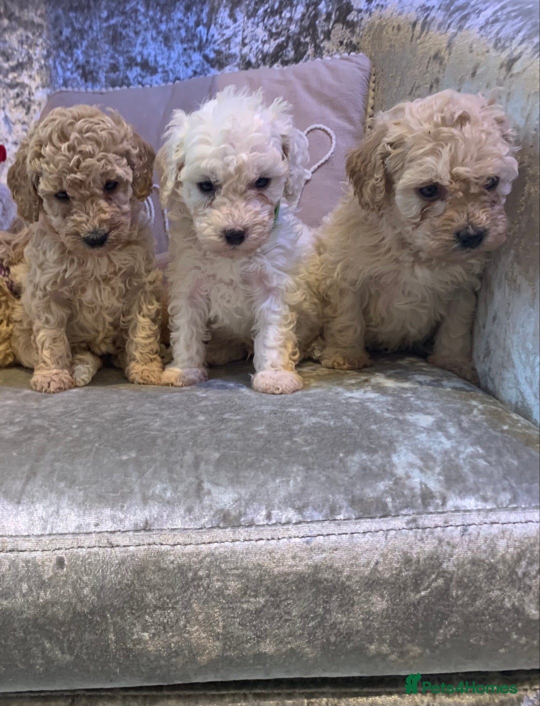 Toy Poodle dogs for sale: ✨Beautiful Litter of Healthy Poodle Puppies ✨🐩 - Advert 9