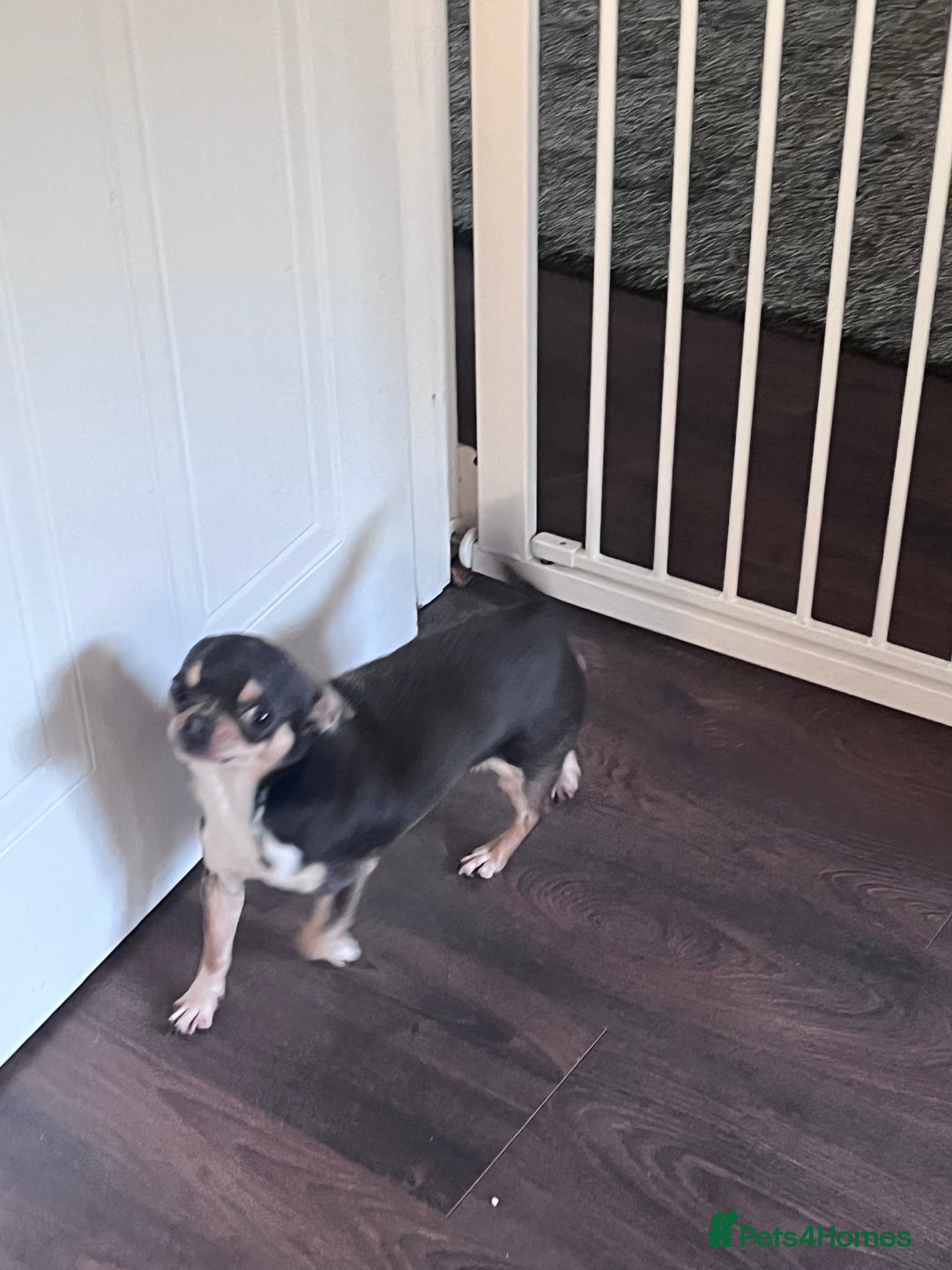 Chihuahua dogs for stud: Blue KC registered male for stud  - Advert 4