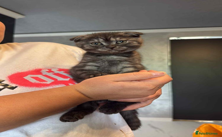 Scottish Fold cats - Advert 12