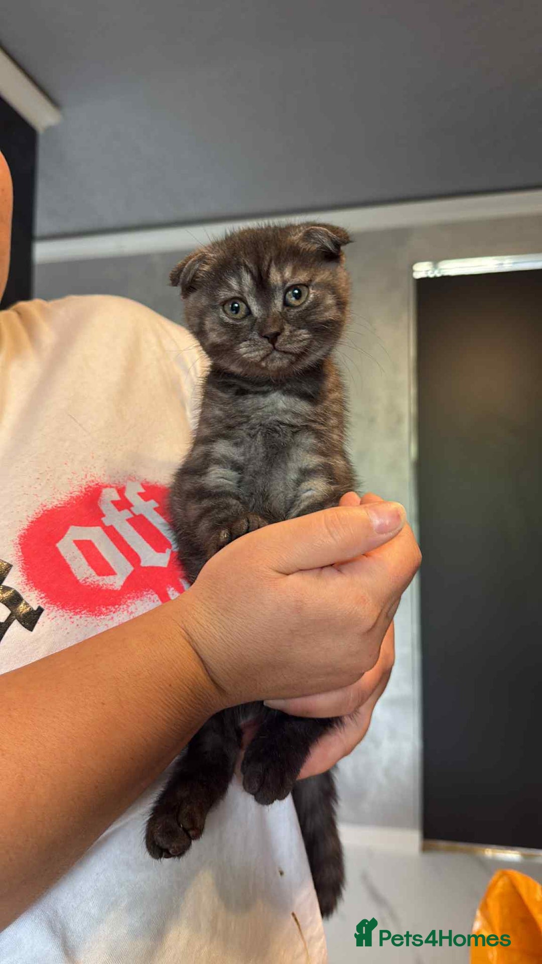 Scottish Fold cats for sale: Scottish fold kittens ready to find new homes - Image 5