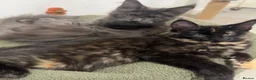 Maine Coon cats for sale: GCCF Reg Stunning Maine coon kittens  - Advert 6