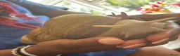 Snails invertebrates for sale: Lovely African Land Snail  in Cambridge - Advert 1