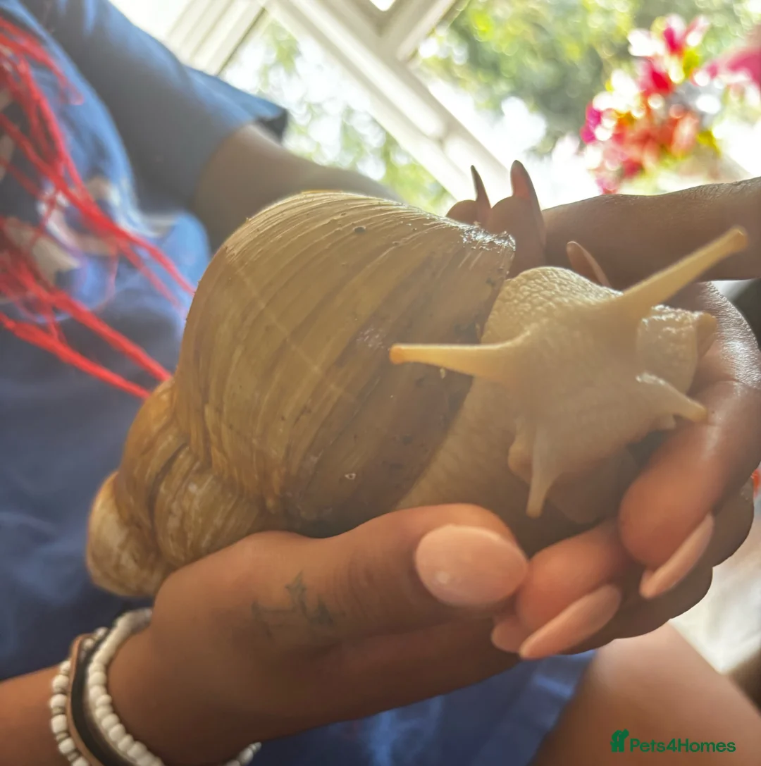 Snails invertebrates for sale: Lovely African Land Snail  in Cambridge - Advert 1