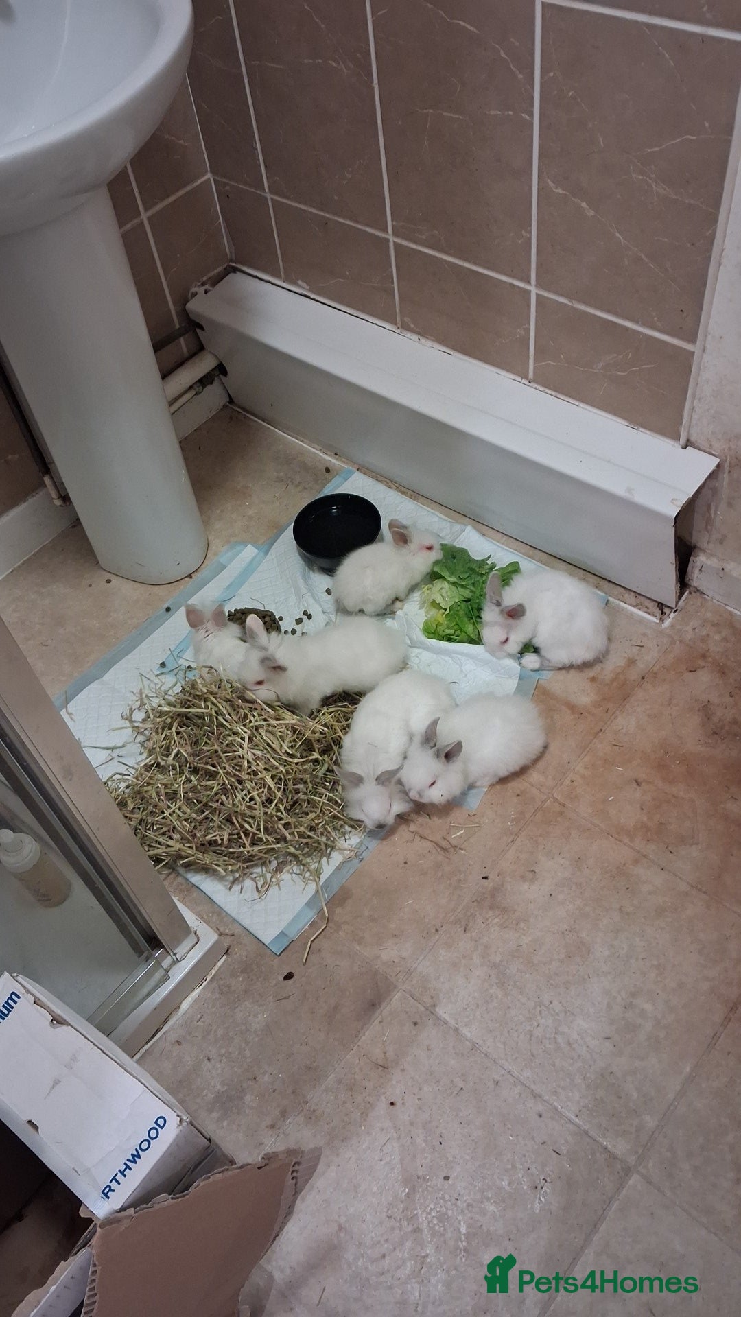 Lionhead rabbits 8 week old lionhead rabbits free to good home - Advert 22