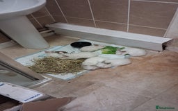 Lionhead rabbits for sale: 8 week old lionhead rabbits - Advert 1