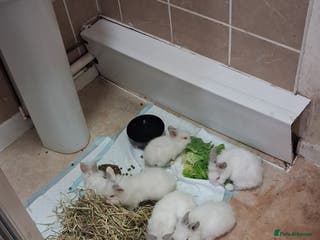 Lionhead rabbits 8 week old lionhead rabbits free to good home - Advert 6
