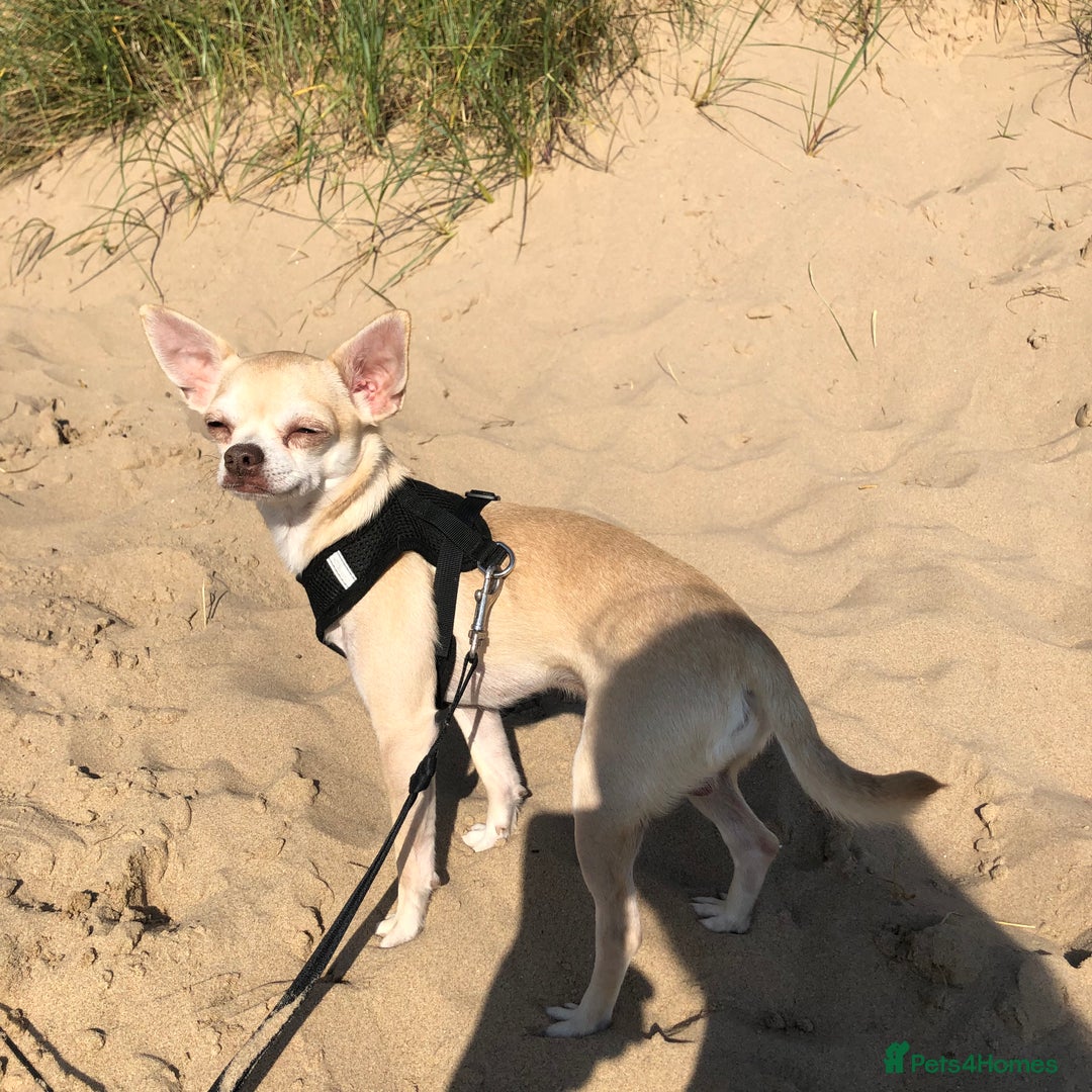 Chihuahua dogs for sale: Chihuahua  - Image 4