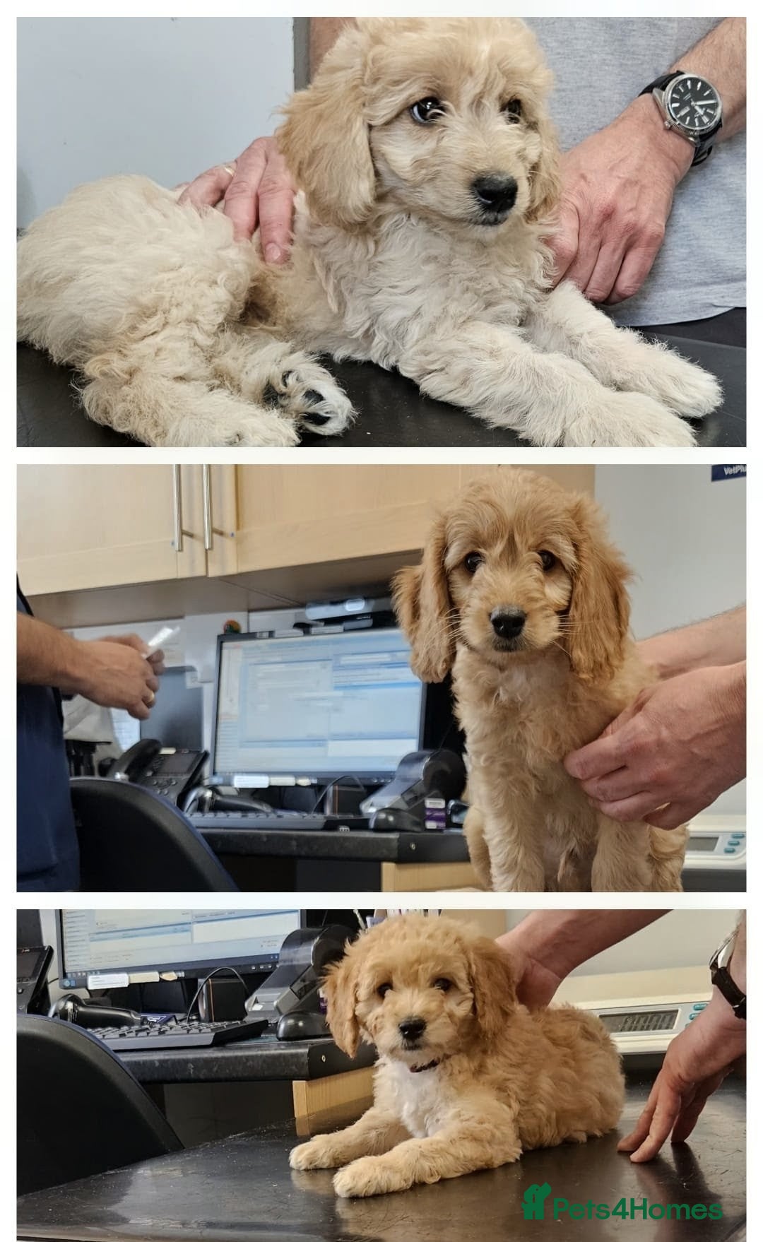 Mini Goldendoodle dogs READY NOW  Goldendoodle Puppies F1B  - Advert 2