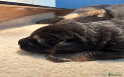 German Shepherd dogs for sale: Gorgeous Male German Shepherd Pup for Sale - Image 15