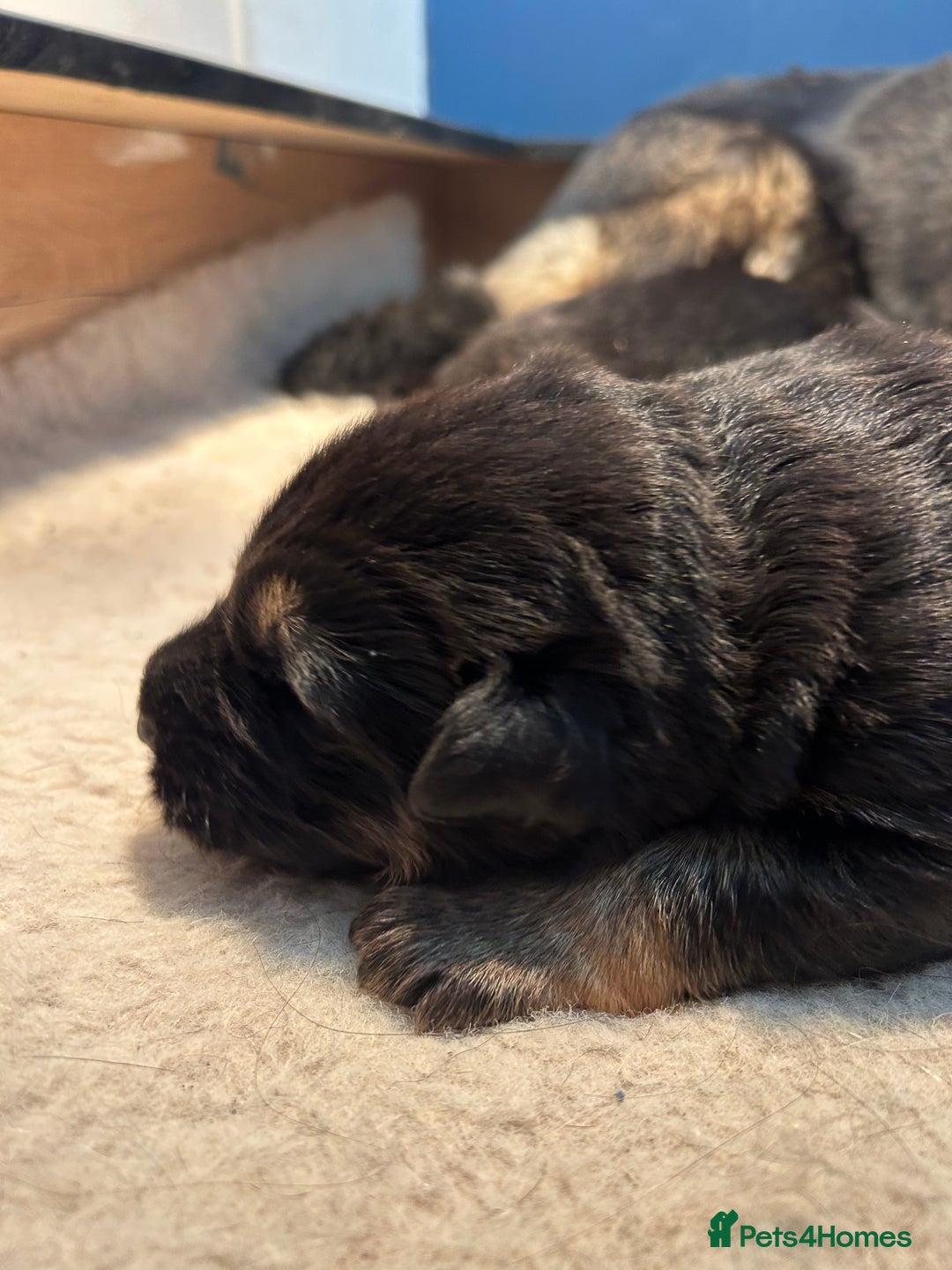 German Shepherd dogs for sale: Gorgeous Male German Shepherd Pup for Sale - Image 15