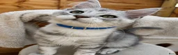 Maine Coon cats for sale: Majestic Maine coon Kittens - Advert 6