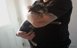 Chihuahua dogs for sale: Female Merle Chihuahua  - Image 2