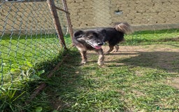 Mixed Breed dogs for adoption: 🎀Freya🎀 needs her forever home!  - Image 3