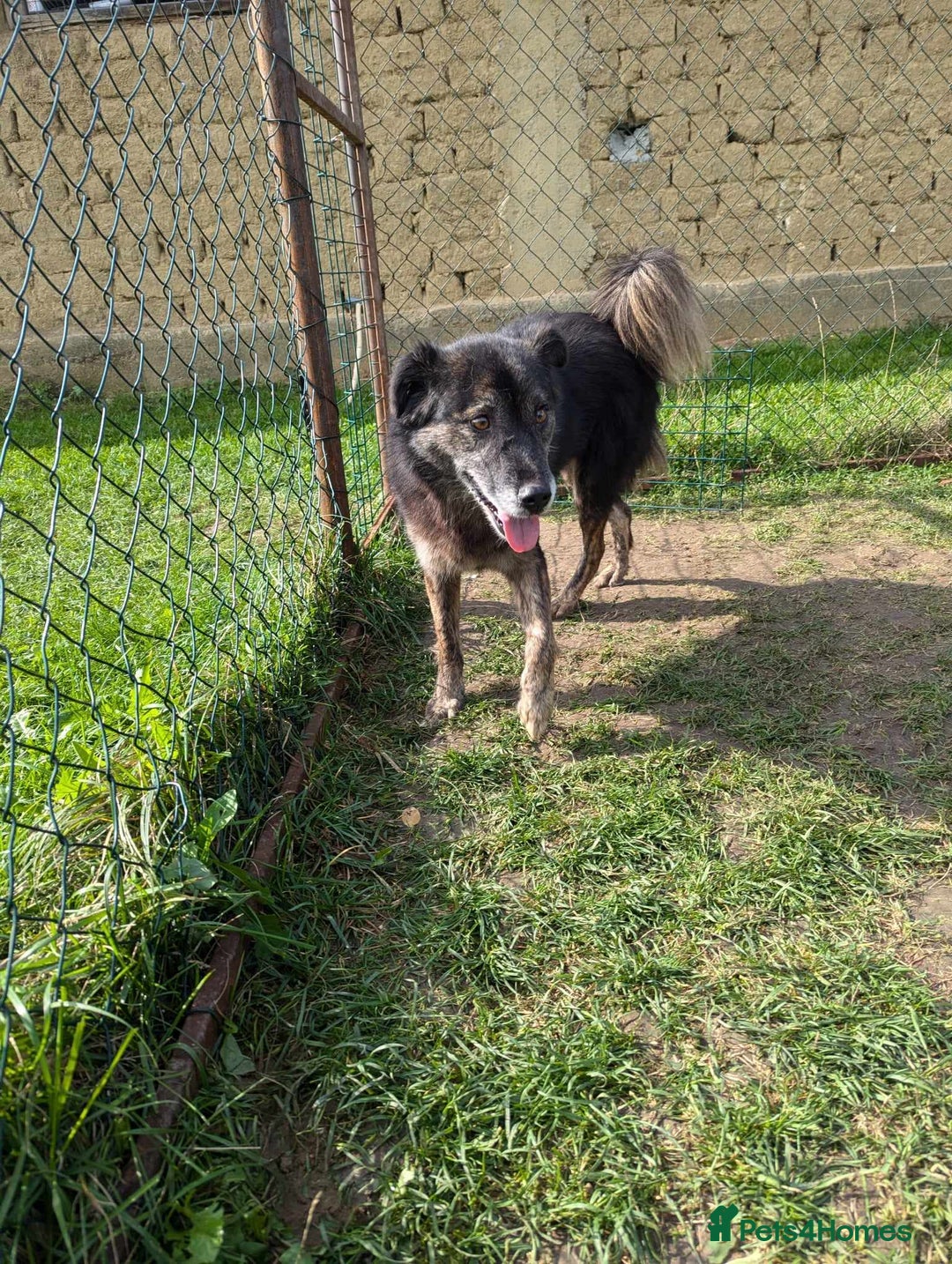 Mixed Breed dogs for adoption: 🎀Freya🎀 needs her forever home!  - Image 3