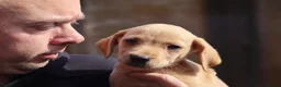 Labrador Retriever dogs for sale: KC Labrador Pups now ready to leave  - Advert 3