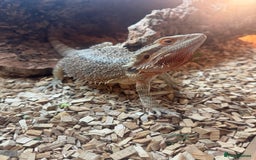 Bearded Dragon reptiles for sale: Bearded dragon  - Advert 1