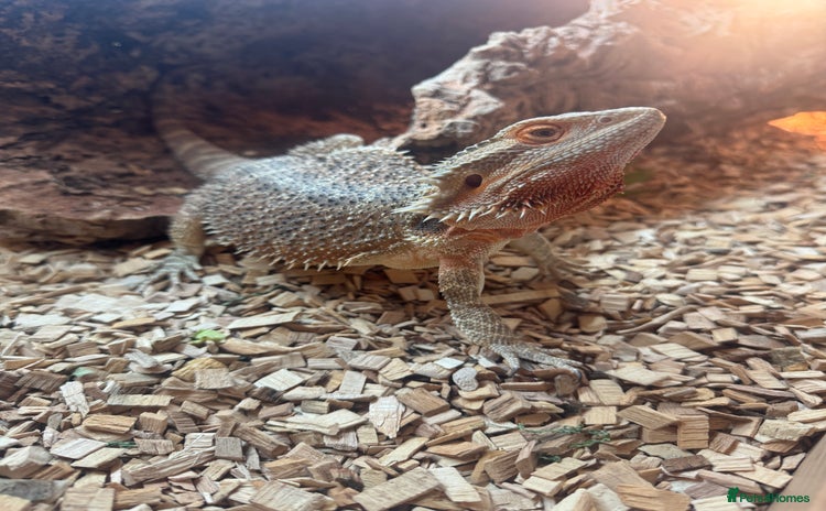 Bearded Dragon reptiles Bearded dragon  - Advert 4