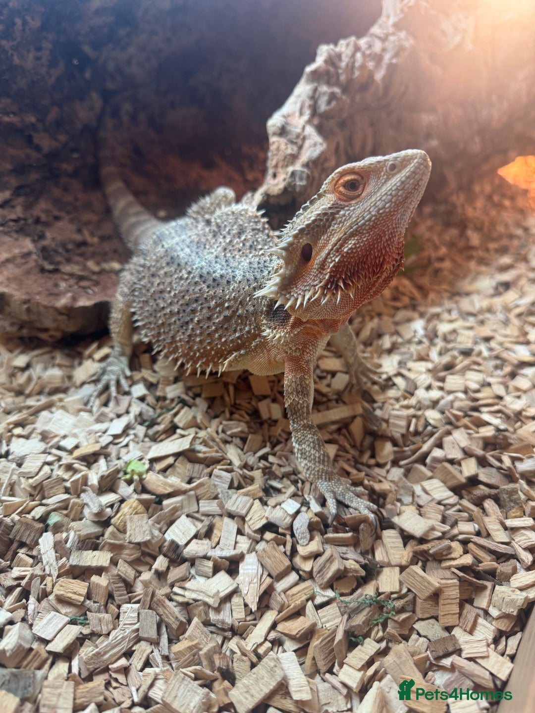 Bearded Dragon reptiles for sale: Bearded dragon  - Advert 1