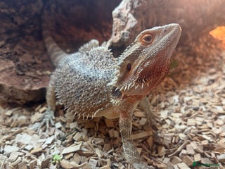 Bearded Dragon reptiles for sale: Bearded dragon - Advert 1