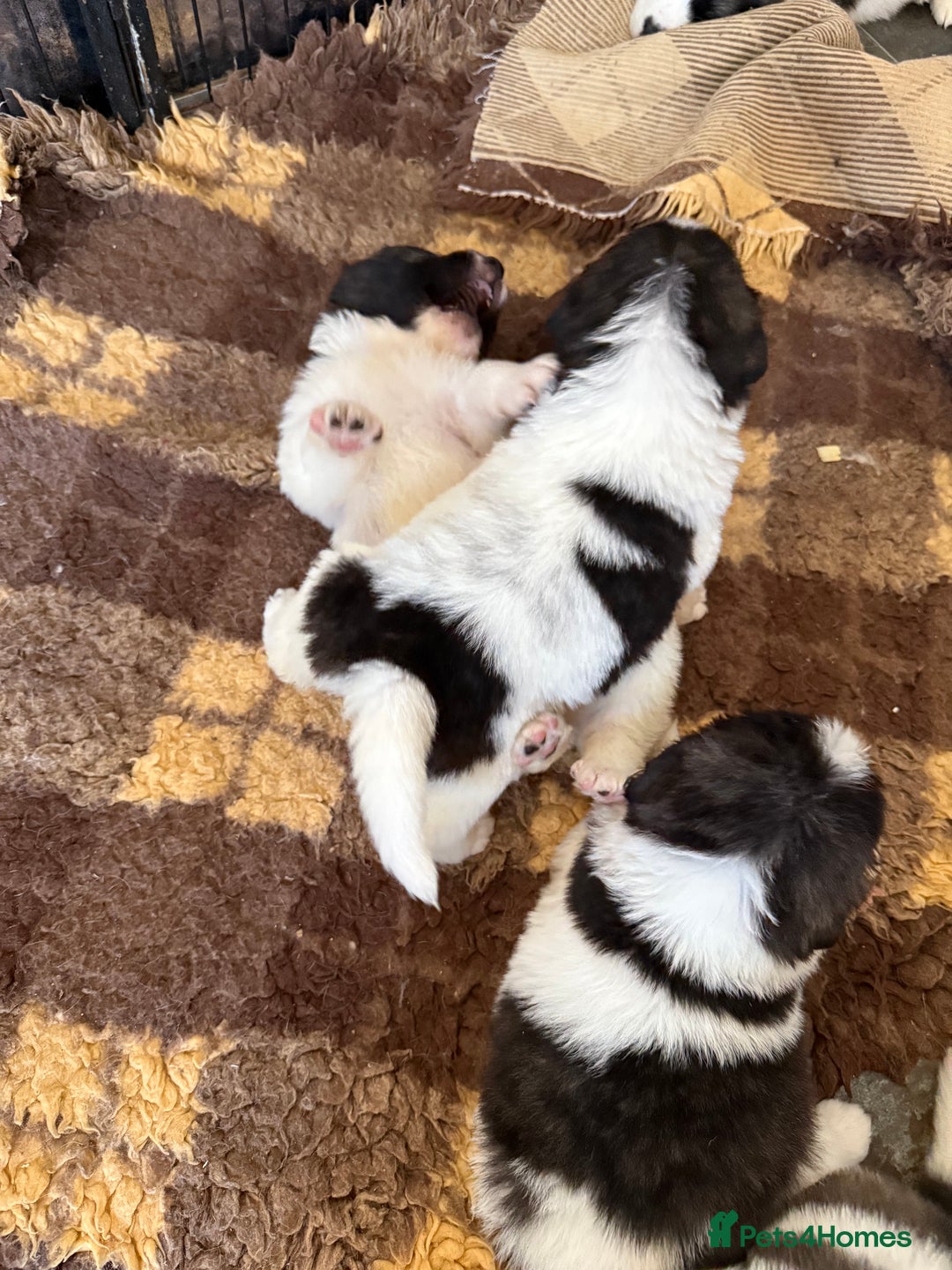 Pyrenean Mastiff dogs for sale: KC registered Pyrenean Mastiffs - Image 10