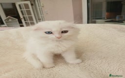 Scottish Fold cats for sale: Scottish folds with hearts of gold - Image 18