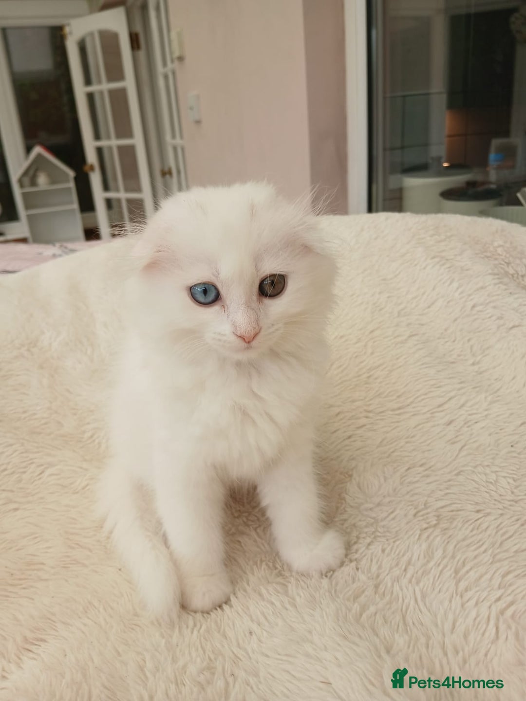 Scottish Fold cats for sale: Scottish folds with hearts of gold - Image 18