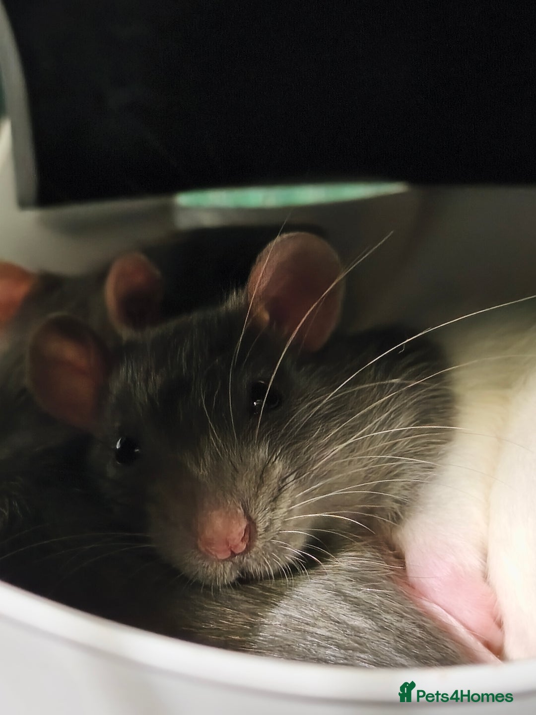 Rat rodents for sale: 4 gorgeous rats for adoption  - Advert 10