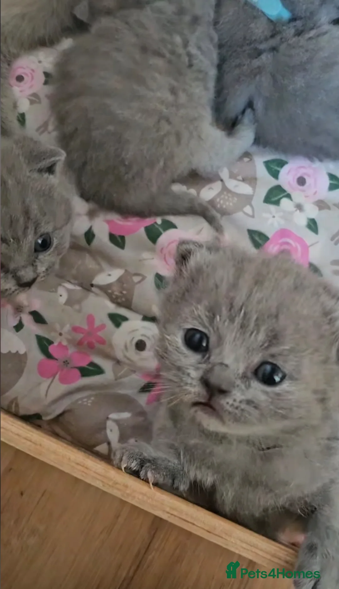 British Shorthair cats for sale: Chubby British Shorthair kitten  - Advert 5