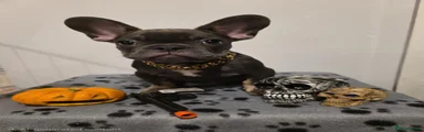 French Bulldog 1 BOY