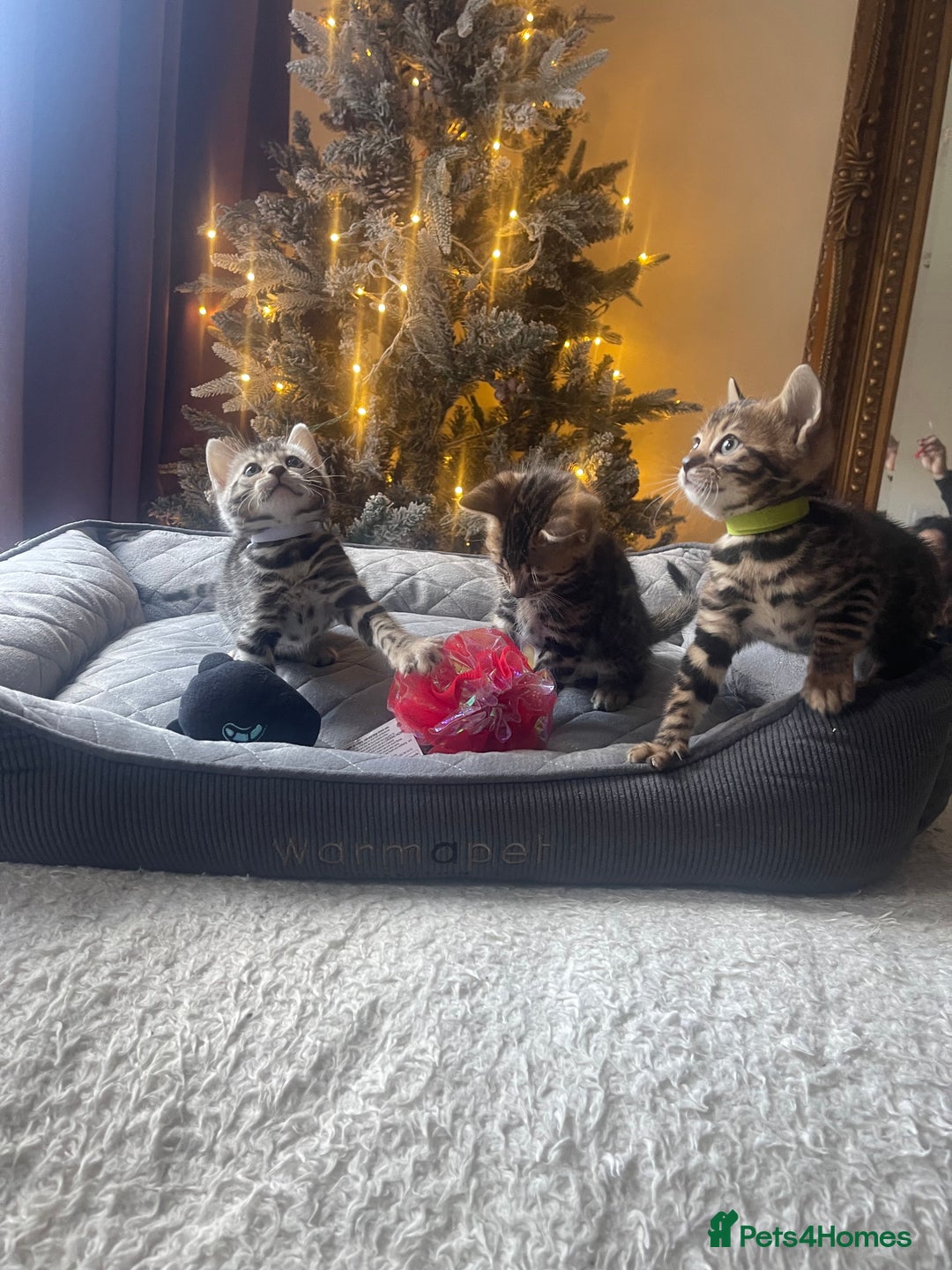 Bengal cats for sale: EXCELLENT BENGAL KITTENS READY BEFORE  ** !!! - Advert 7