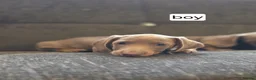 Miniature Dachshund dogs for sale: Niniature  dachshund in Birmingham - Advert 10