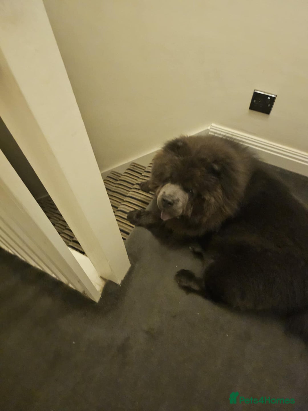 Chow Chow dogs for stud: Chow Chow For Stud - Image 3