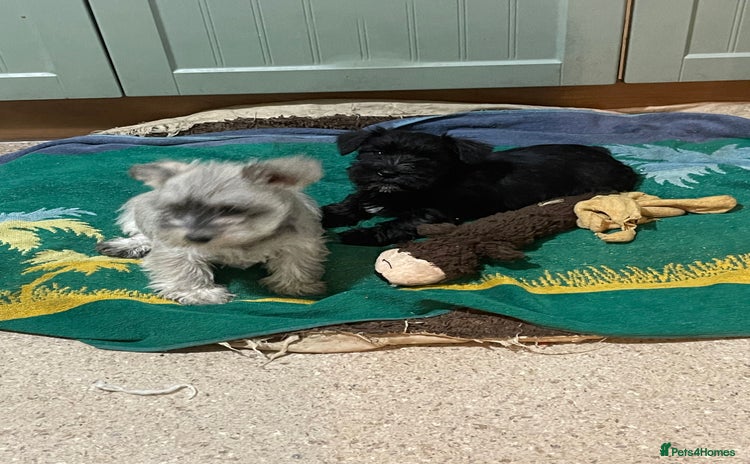 Mixed Breed dogs - Advert 2