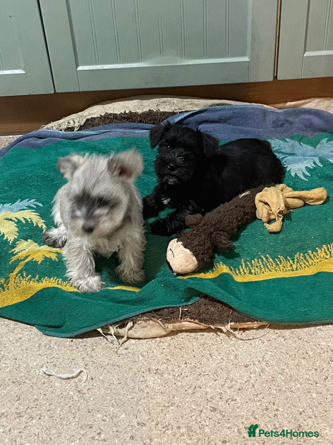 Mixed Breed dogs for sale: Adorable wauzer puppies for sale  - Image 1