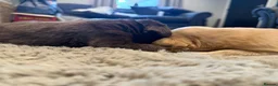Cocker Spaniel dogs for sale: Beautiful Cocker Spaniel Puppies  - Advert 8